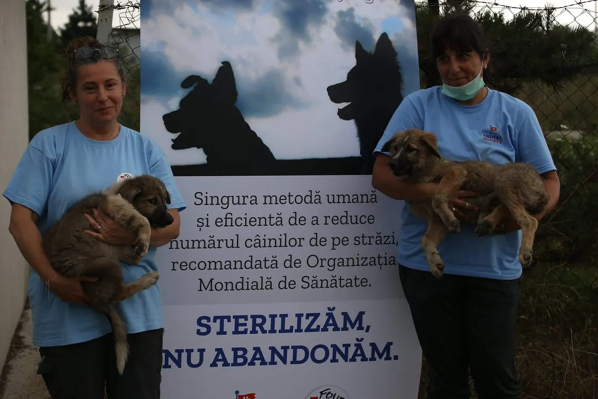 Campanie de sterilizare și responsabilizare socială, în Budești