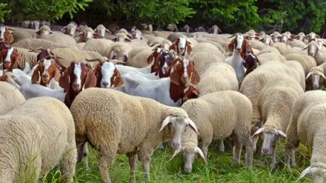 APIA Vâlcea face plăți în sectorul creșterii animalelor