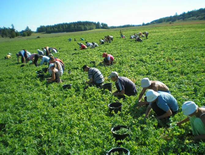 Locuri de munca in agricultura pentru Danemarca si Portugalia