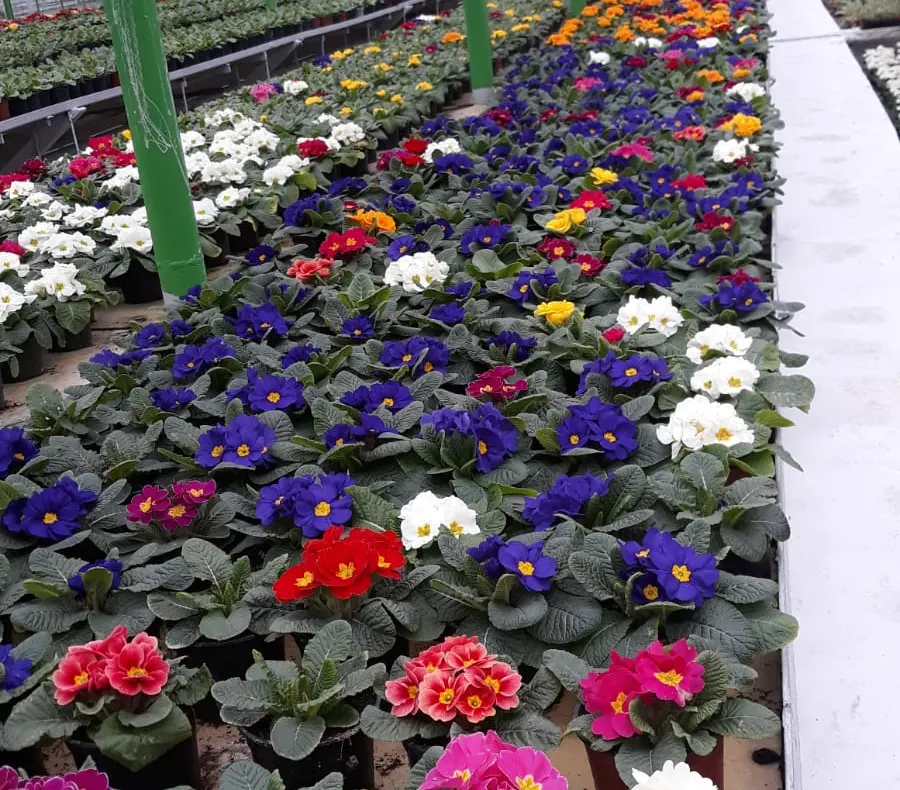 Râmnicul redevine oraşul florilor !