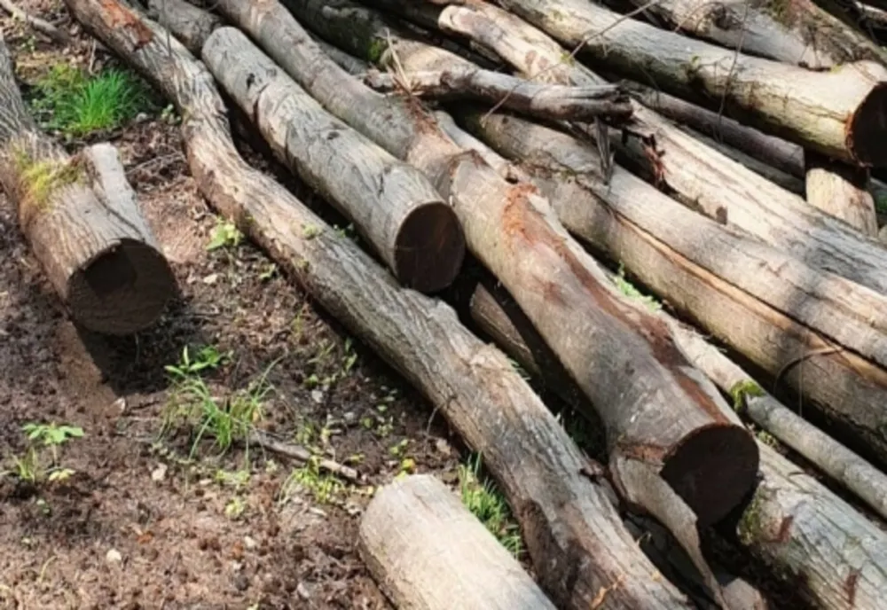 Bărbat din Vâlcea surprins în timp ce descărca  2,34 mc material lemnos