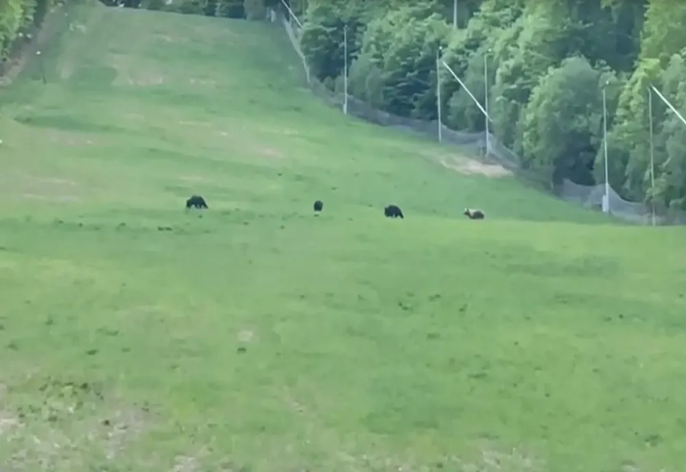O ursoaică găsită pe şinele de cale ferată de la Gura Lotrului