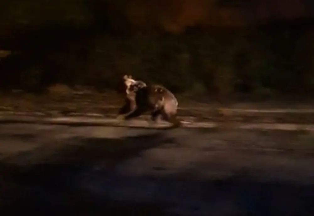 RoAlert. Urs într- o gospodărie din Vâlcea
