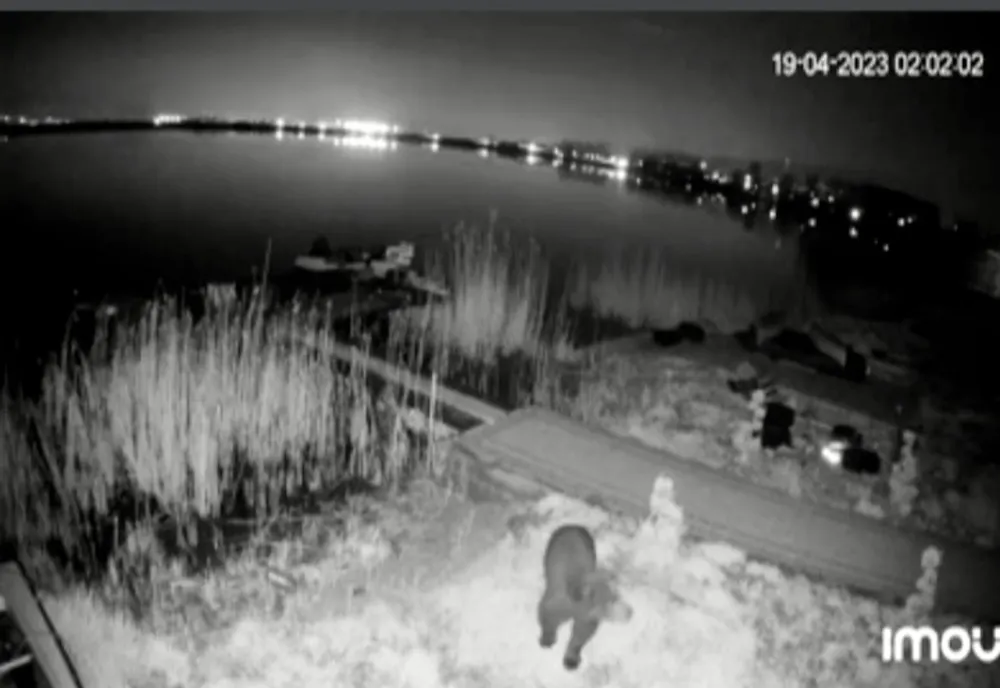 Urs surprins de camerele video într- o localitate din Vâlcea. Primarul le cere cerățenilor să fie precauți