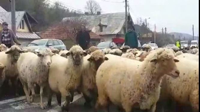 Efectele conflictului din Orientul Mijlociu ar putea fi resimțite la exporturile de ovine după Paște