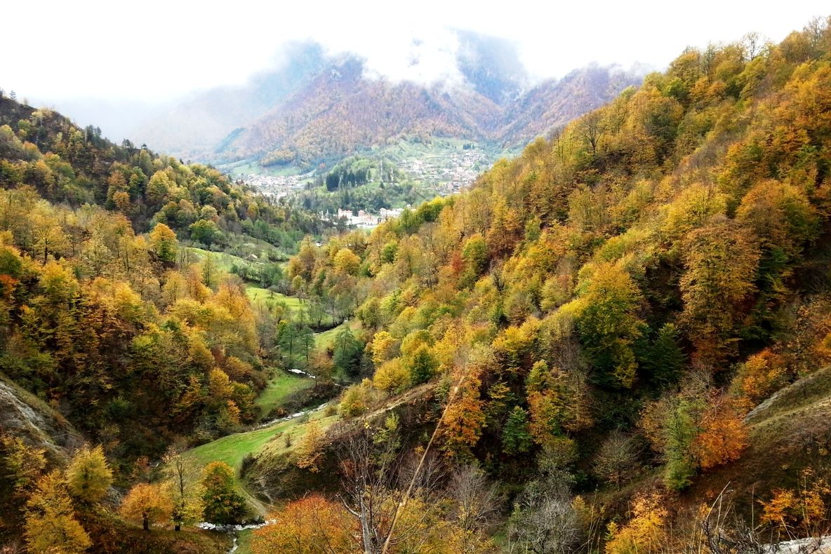 Fenomene nemaintalnite in padurile valcene