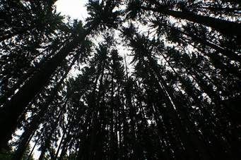 Sprijin pentru prima împădurire şi crearea de suprafeţe împădurite