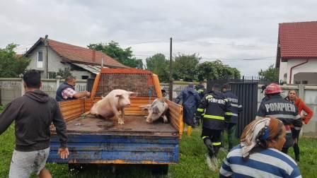 În Băbeni a început evacuarea animalelor din gospodării !