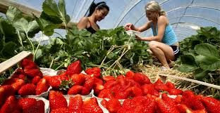 Locuri de muncă sezonieră în agricultură - Spania - Campania 2019