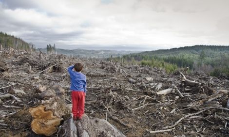 Taierile ilegale in scadere, in padurile de stat administrate de Romsilva