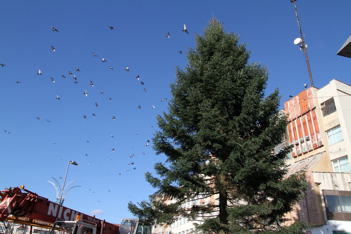 Bradul de Crăciun a fost montat în Scuarul Mircea cel Bătrân