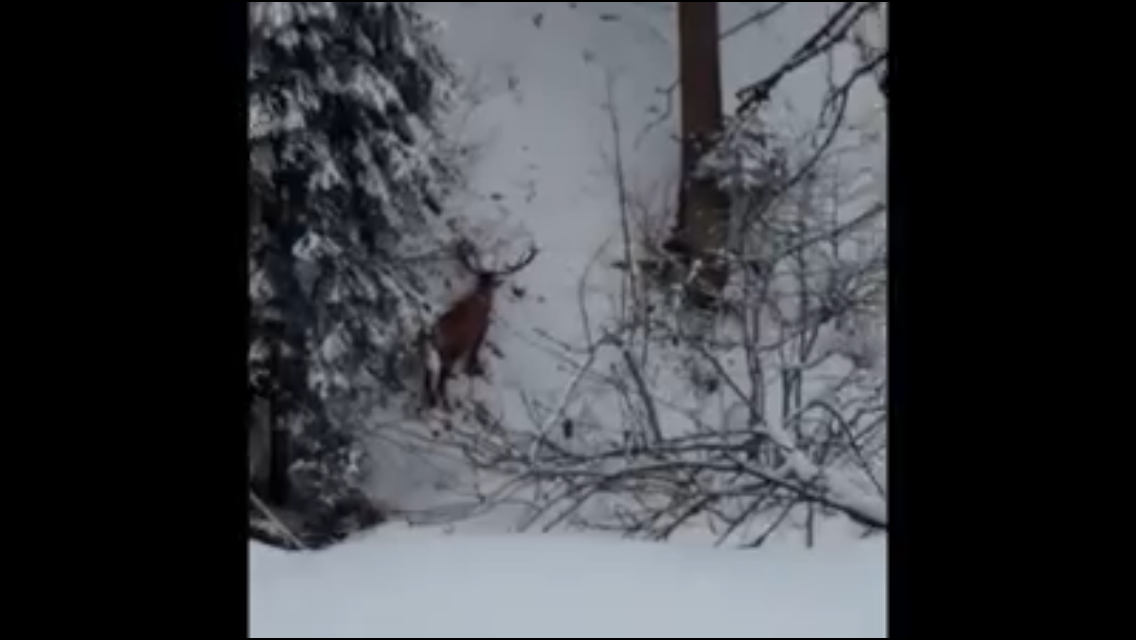 Un cerb surprins de angajații Direcției Silvice Vâlcea, în timp ce își căuta hrana sub zăpadă