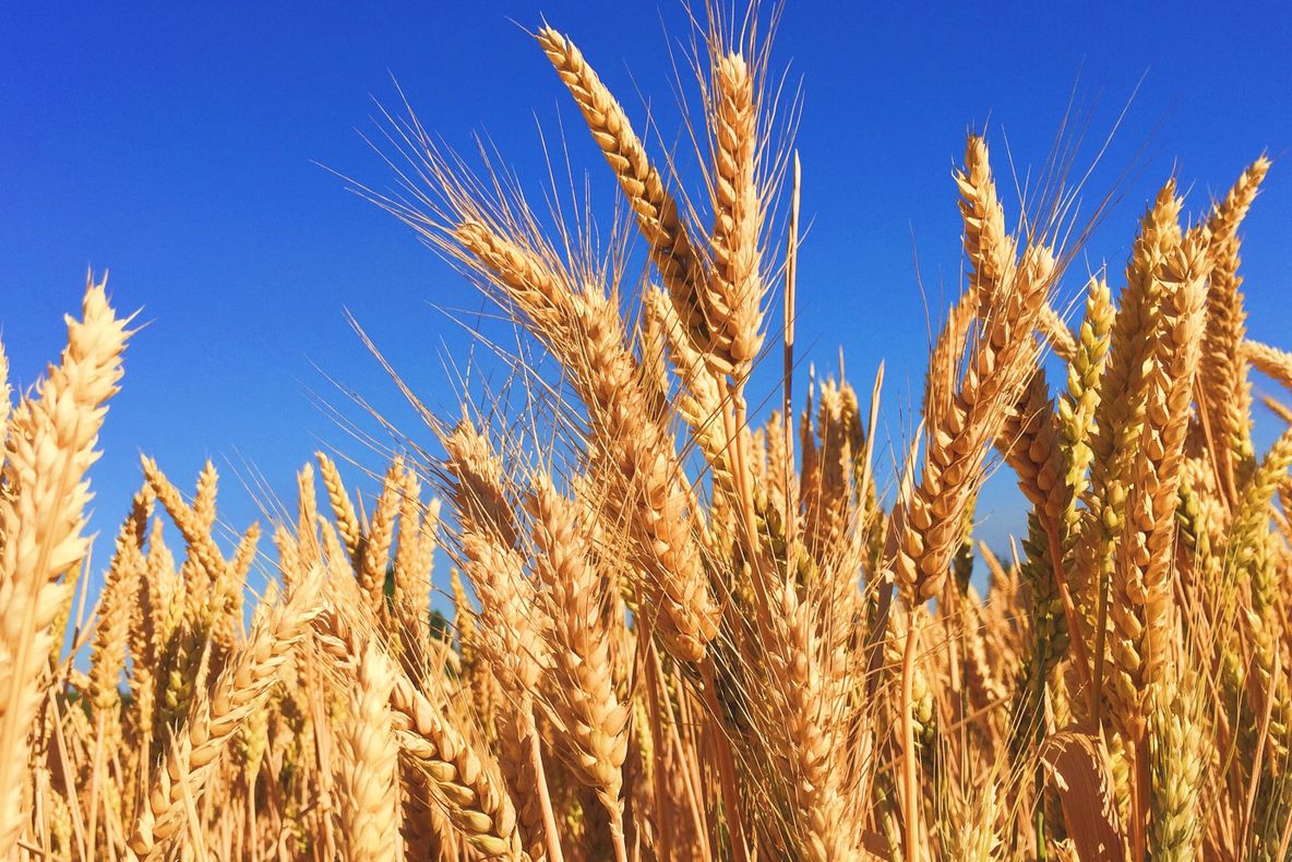 APIA efectuează plăți aferente Ajutoarelor Naţionale Tranzitorii