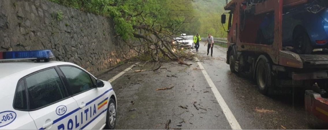 Copacii doborâți de ploi au blocat Valea Oltului în această seară
