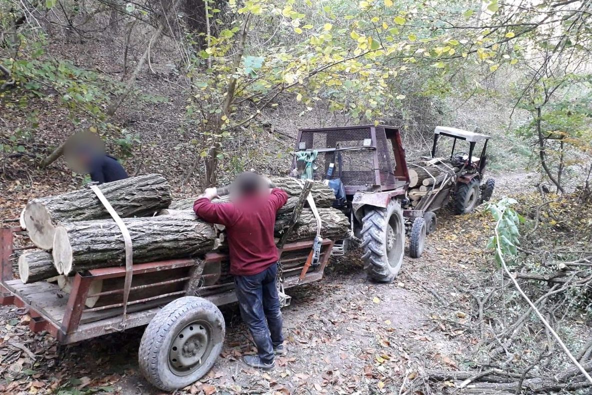 Depistați de jandarmi în timp ce tăiau ilegal material lemnos