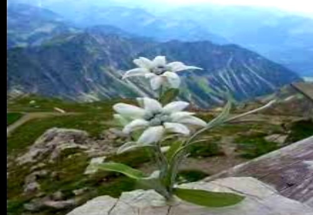 5 martie, Ziua Florii de Colț