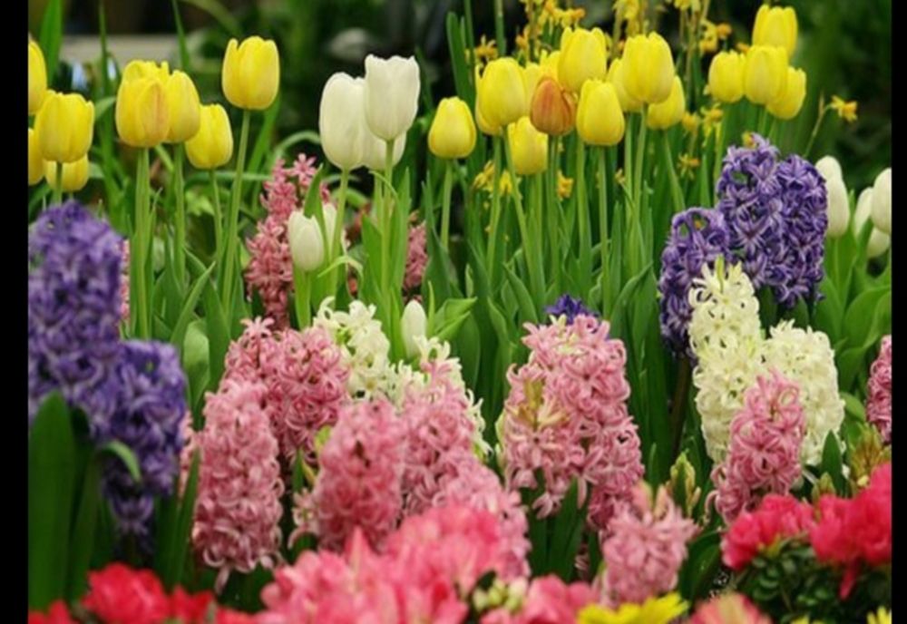 Cele mai frumoase traditii si obiceiuri de Florii