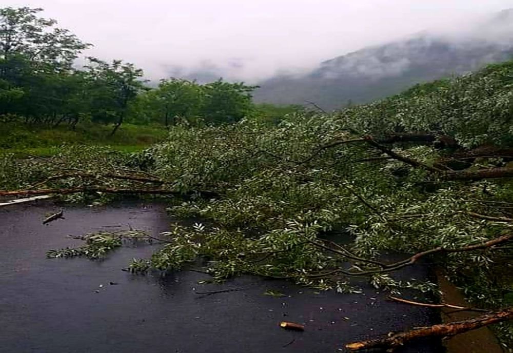 Sensul de mers Sibiu-Vâlcea a fost blocat de un copac
