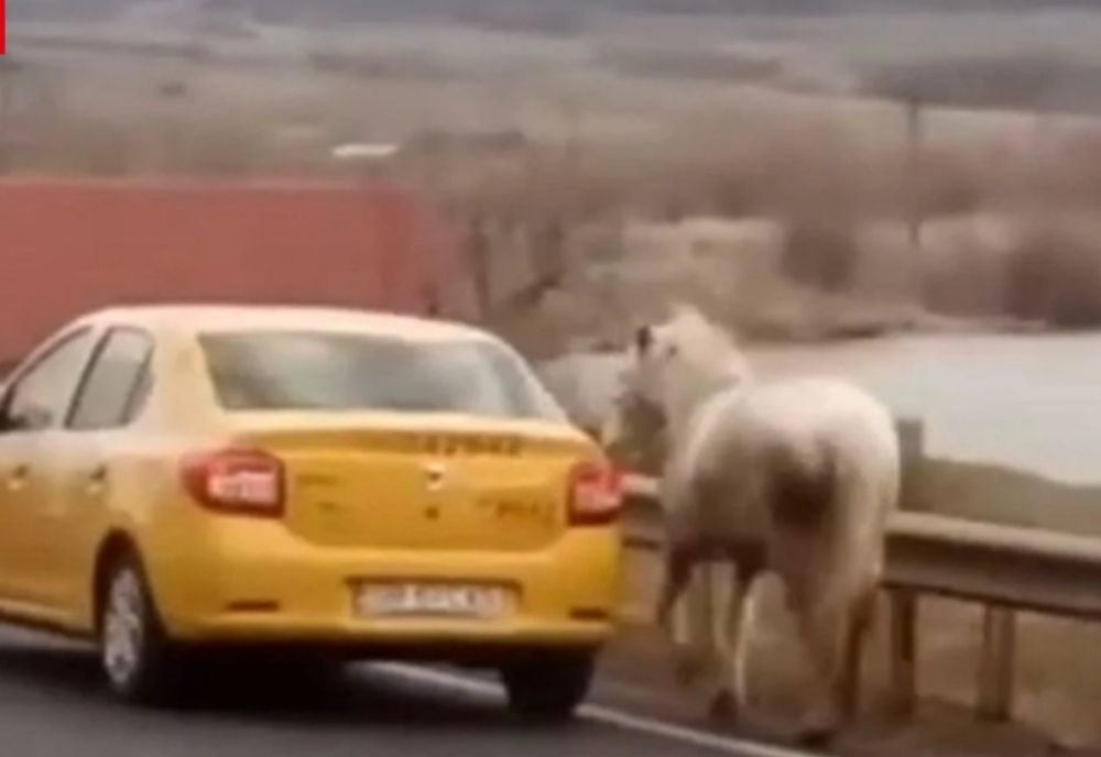 Când anormalitatea devine obișnuință. Au furat un cal și au mers cu el, legat de un taxi, zeci de kilometri
