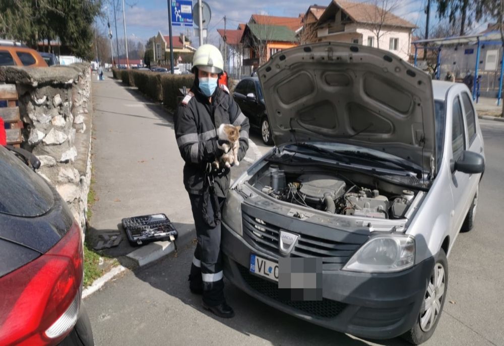 FOTO: Pisică blocată în compartimentul motorului unei maşini. Cum au scos-o pompierii