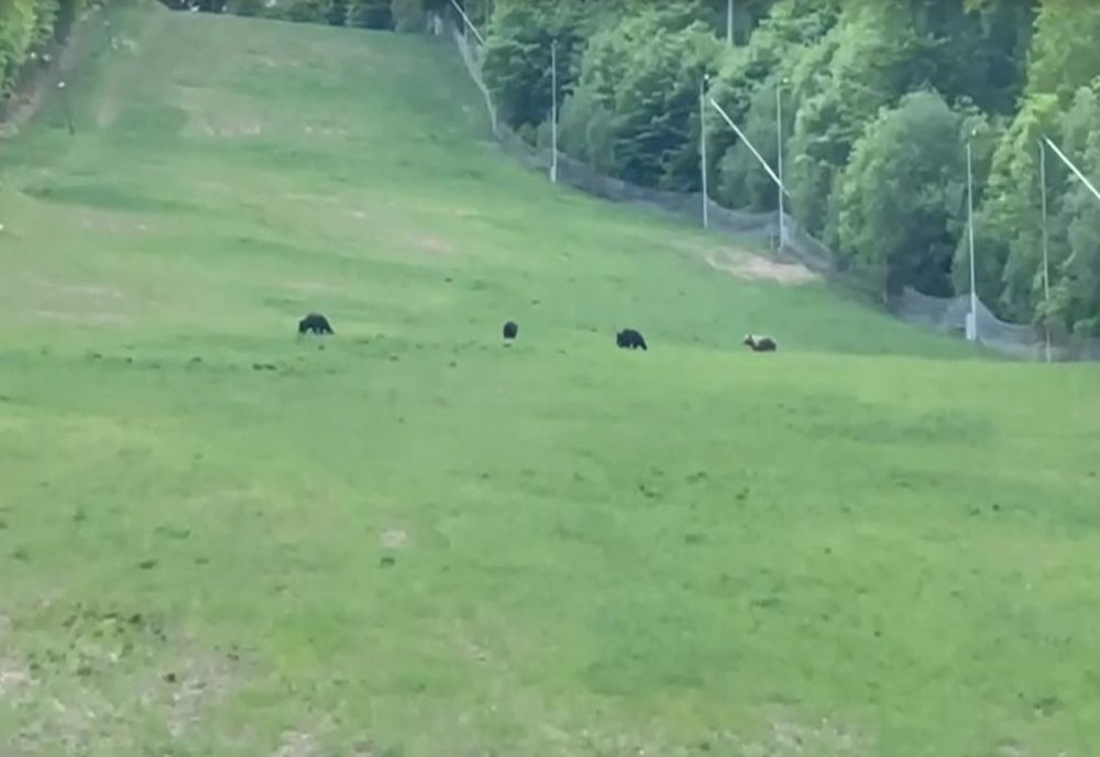 O ursoaică găsită pe şinele de cale ferată de la Gura Lotrului