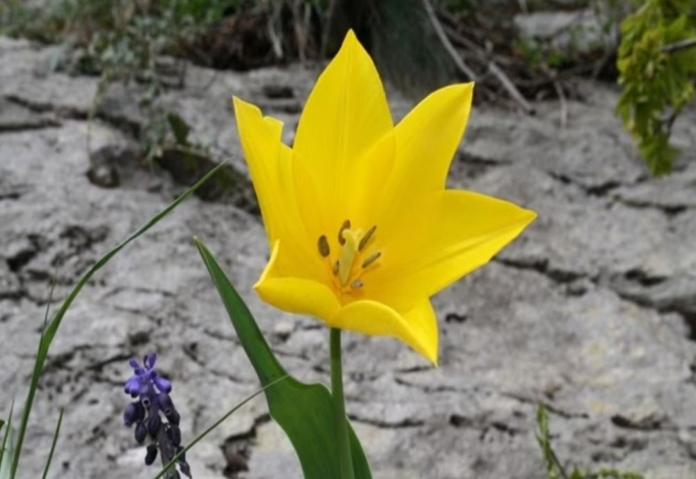 Imagini spectaculoase cu Laleaua galbenă 