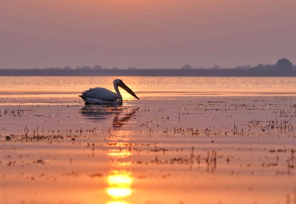 Dunărea se află de câteva zile la cote mici. Debitele scăzute afectează mai multe sectoare