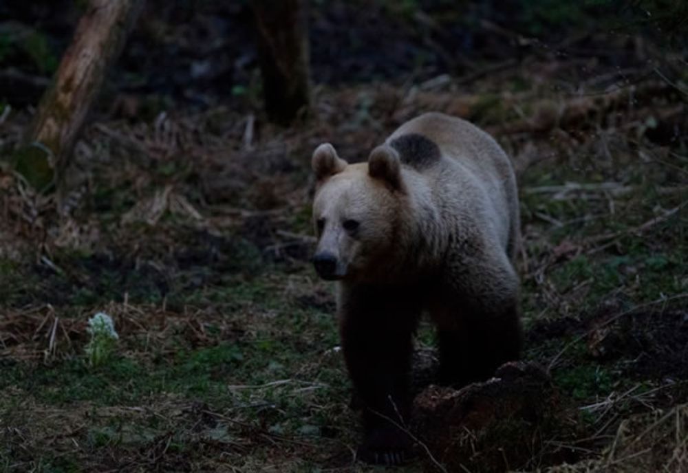 Doi urși au atacat în două zone din județul Vâlcea în aceeași zi. A fost emis mesaj Ro-Alert în timpul nopții 