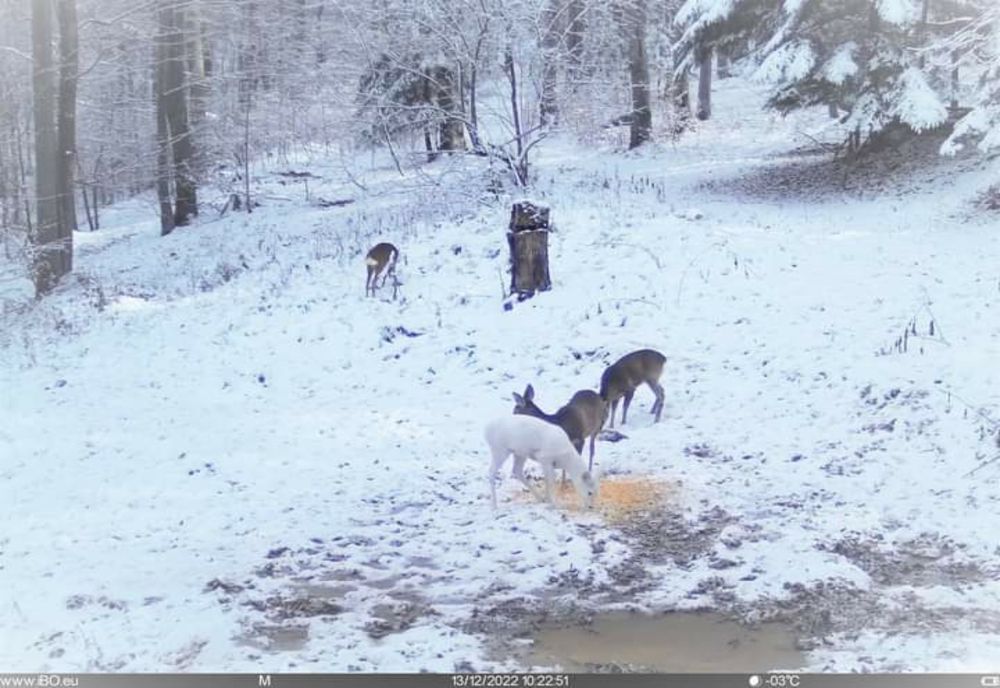Căprioară albă, o apariție inedită in Bucegi