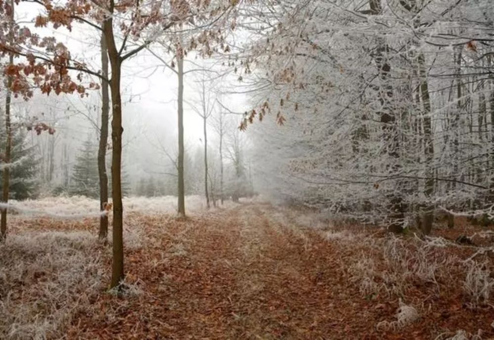 Un bărbat din Vâlcea s- a rătăcit noaptea trecută într-o pădure, pe un drum greu accesibil 