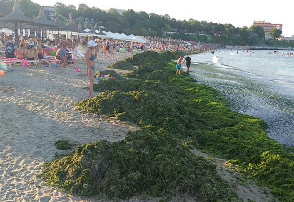 SUTE DE TONE DE ALGE PE MALUL MĂRII