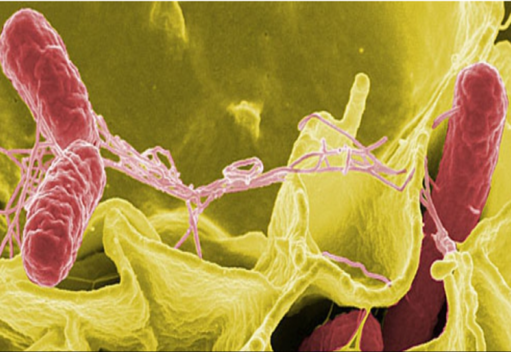 FOCAR DE SALMONELLA, ÎN SUA