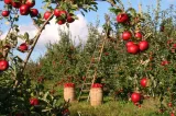 Brezoiul își sărbătorește livezile: prima ediție a festivalului dedicat pomiculturii tradiționale are loc în weekend