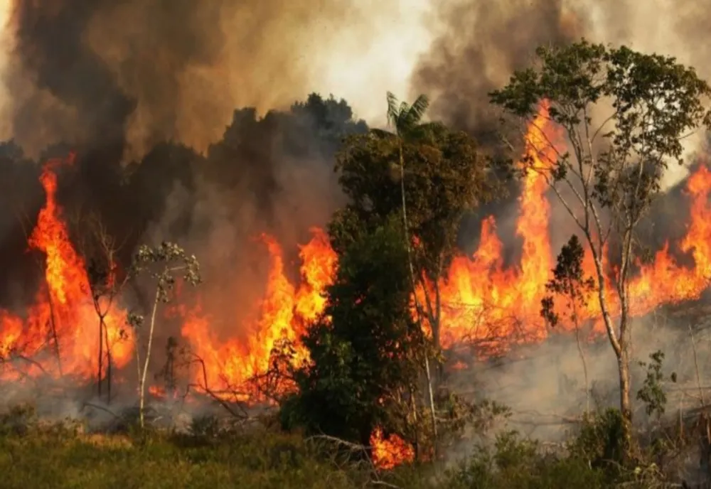 Incendiu de vegetație pe DN 24