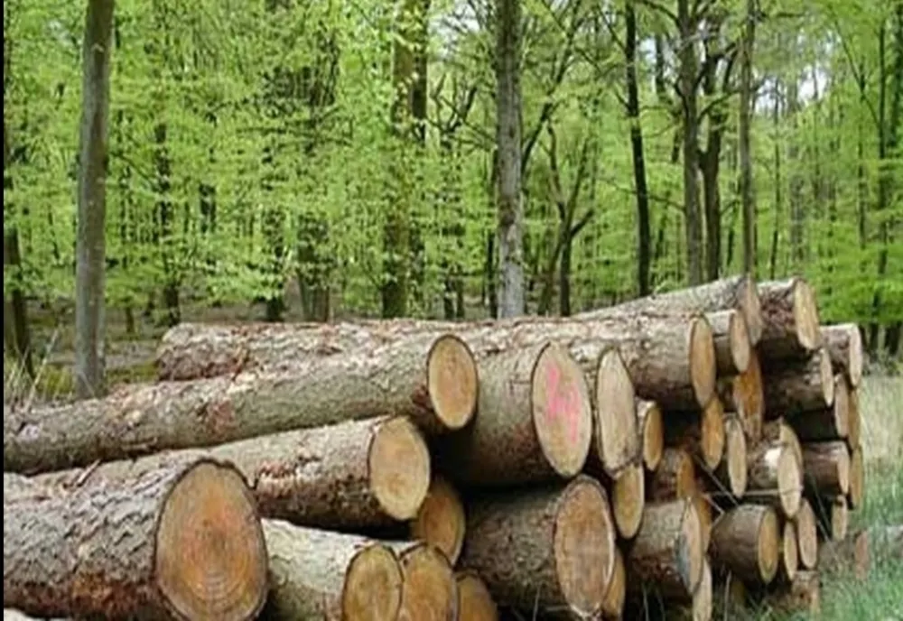 Percheziţii în judeţele Alba, Vâlcea, Sibiu şi Gorj, la persoane bănuite că ar fi tăiat fără drept arbori din fondul forestier naţional