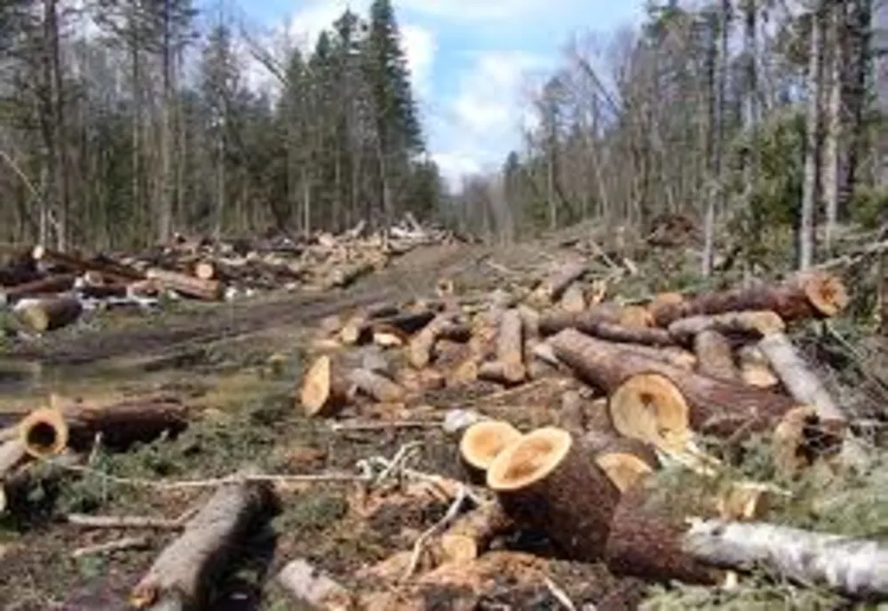Pădurar din Vâlcea reținut la Alba pentru că ar fi permis tăierea ilegală a 399 de arbori
