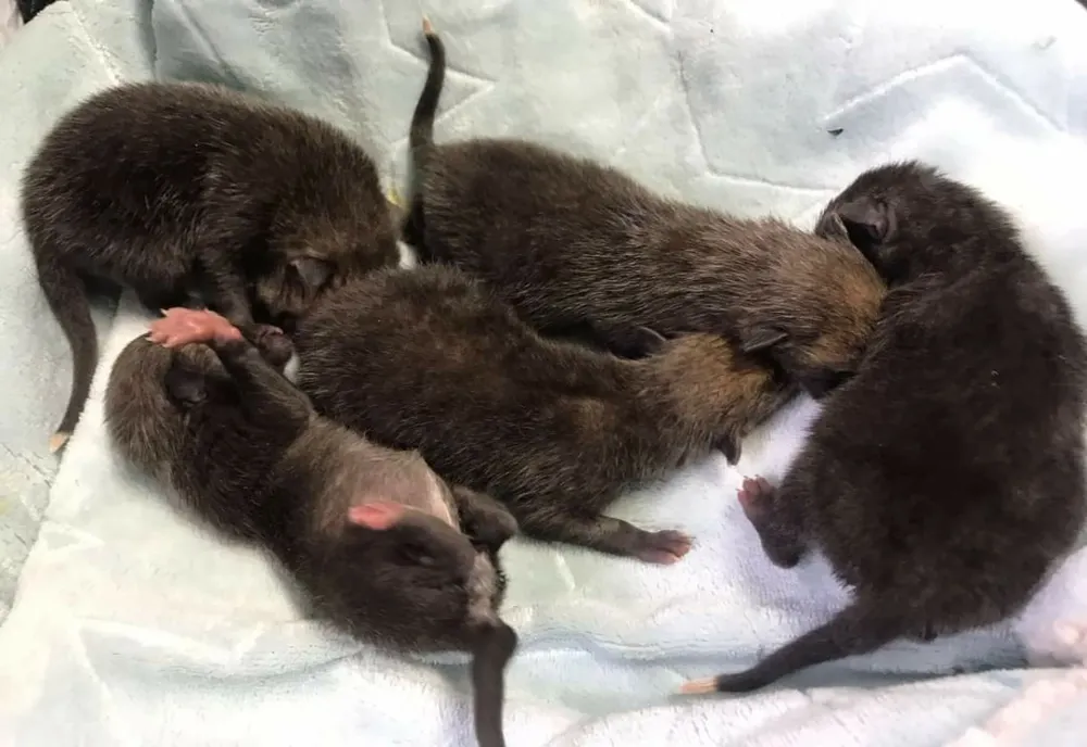 Nu toate animalele au nevoie de ajutor! Specialiștii atrag atenția