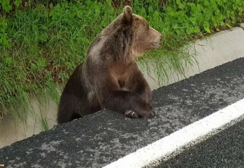 Vâlcea: Mesaj Ro-Alert, după ce un urs a intrat în gospodăria unei familii din Râmnicu Vâlcea