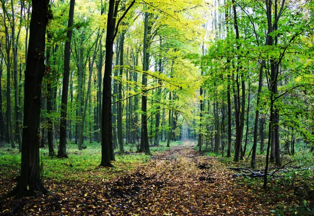 O familie cu trei copii a rămas blocată cu autoturismul pe un drum forestier