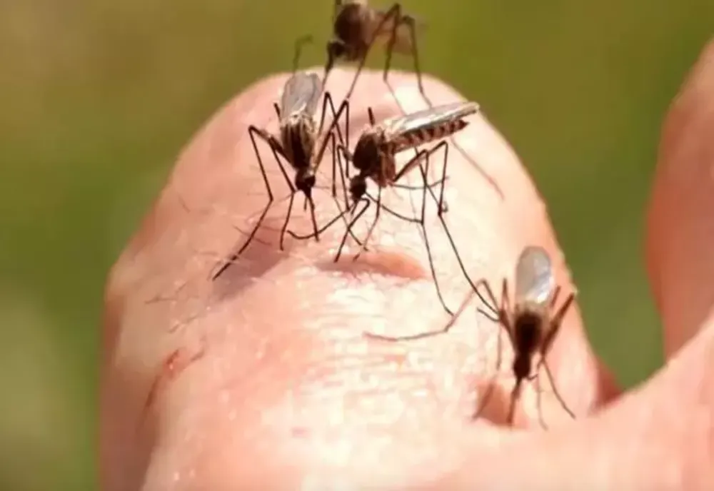 Țânțari/ Profimedia