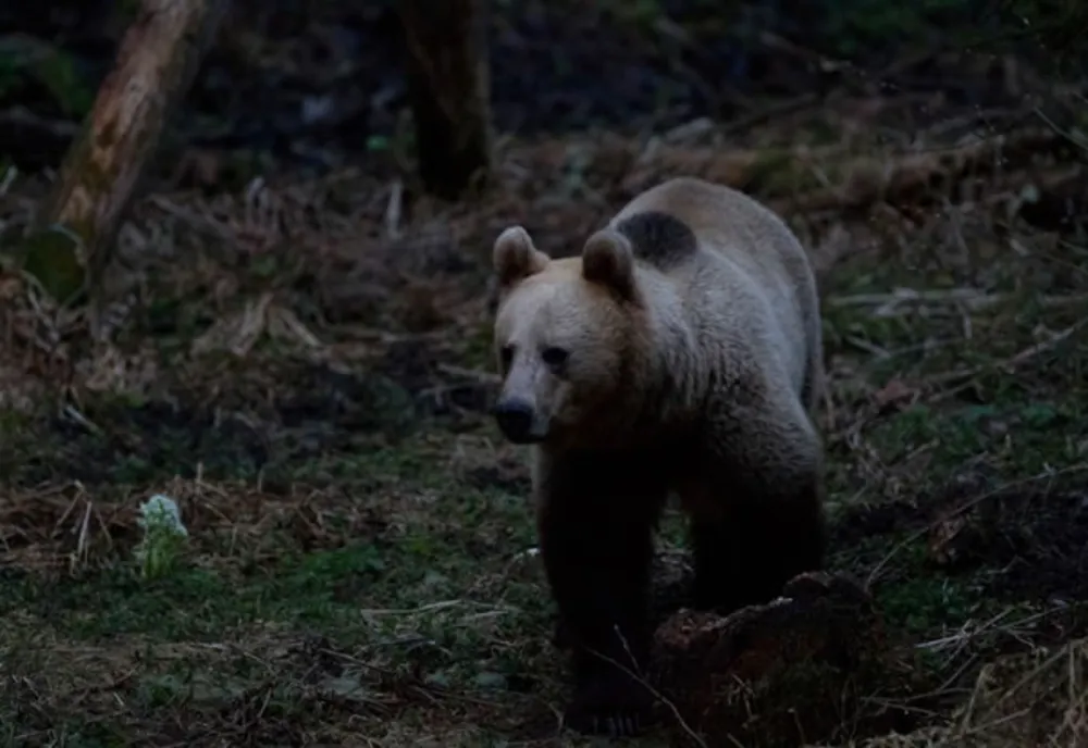 Doi urși au atacat în două zone din județul Vâlcea în aceeași zi. A fost emis mesaj Ro-Alert în timpul nopții