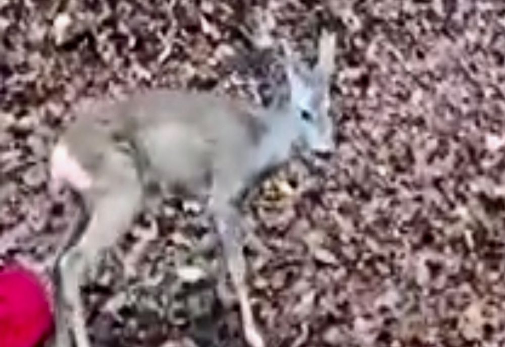 O misiune neobișnuită