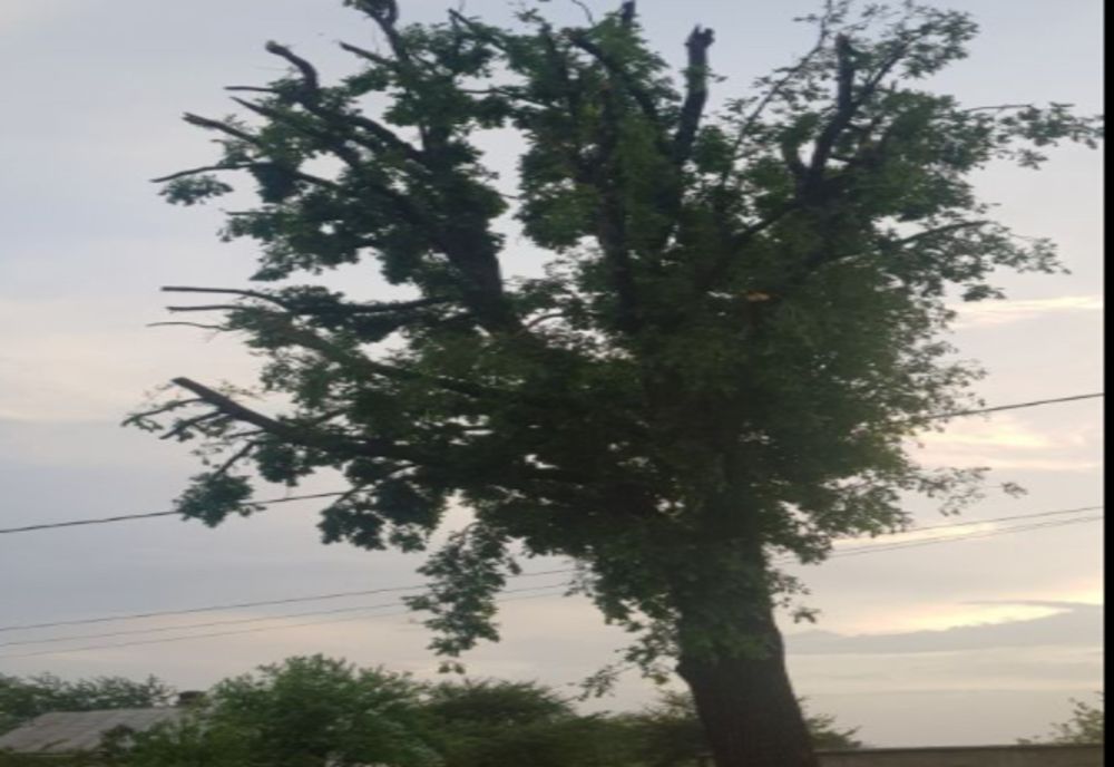 Tăieri de copaci în localitățile Orlești și Gușoieni. Trafic dirijat