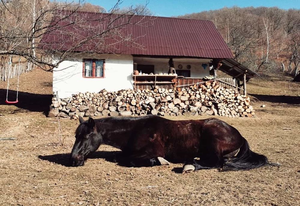 Frumoasa adormită în pădure și povești de Dragobete