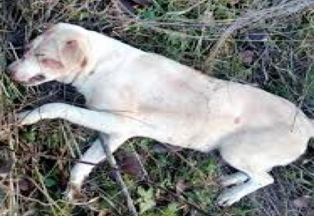 Cercetat pentru că a împușcat un câine și pentru nerespectarea regimului armelor și al munițiilor