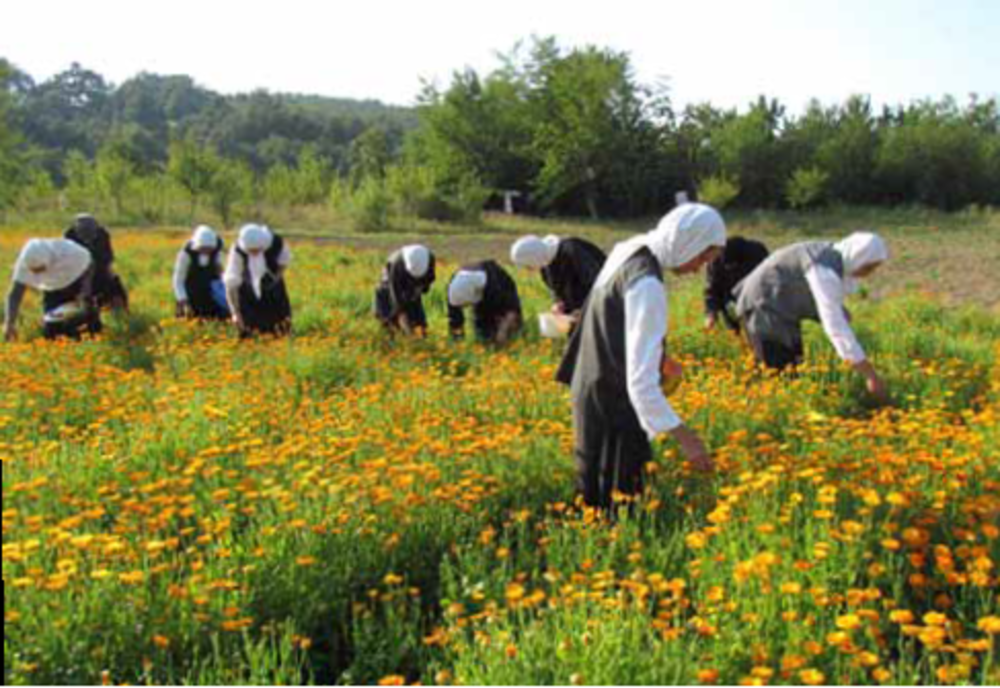 Monahii, maicutele, rugaciunea si fitoterapia