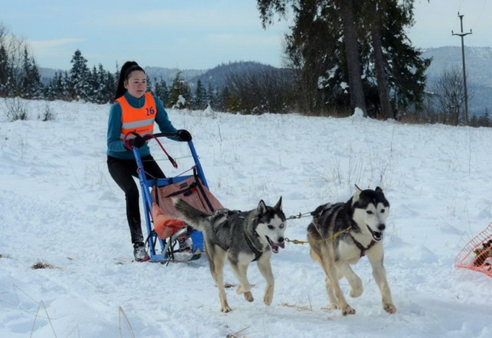 Concurs de atelaje canine, în weekend, la Borsec