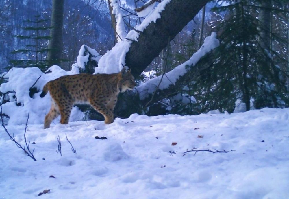 Surpriză în pădurile din Făgăraș