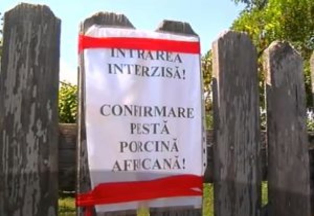Noi focare de pestă porcină africană