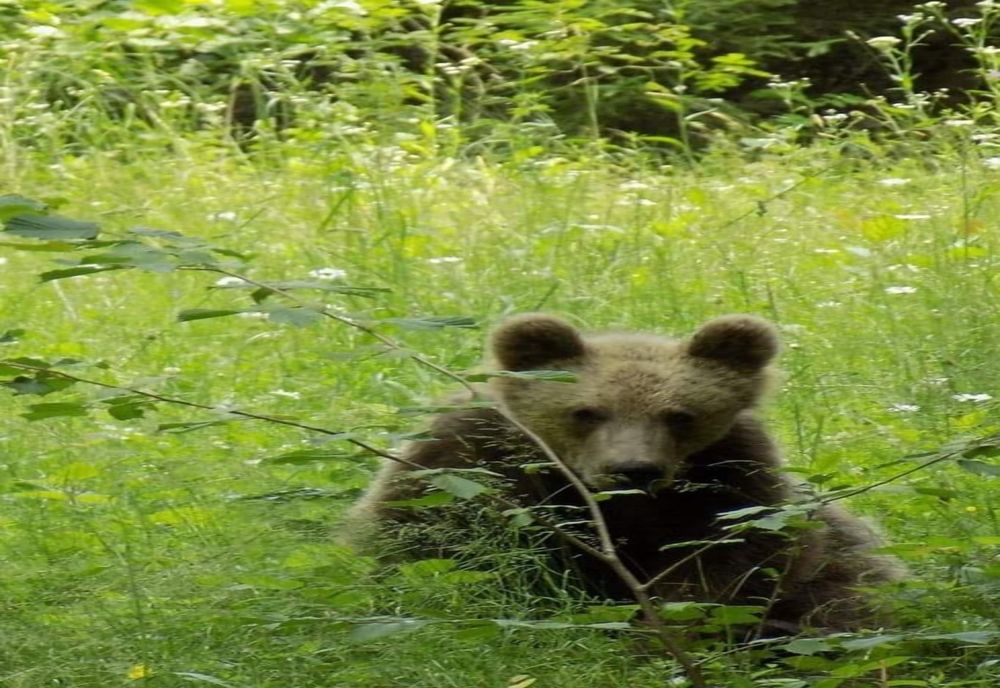 Cinci localități din județul Vâlcea alertate de prezența urșilor